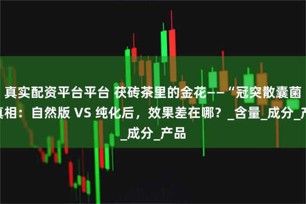 真实配资平台平台 茯砖茶里的金花——“冠突散囊菌”真相：自然版 VS 纯化后，效果差在哪？_含量_成分_产品