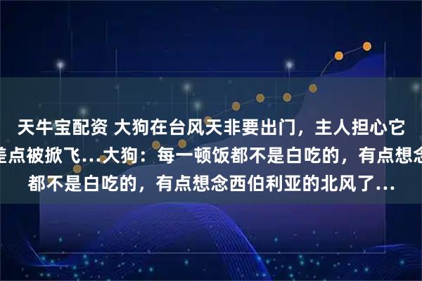 天牛宝配资 大狗在台风天非要出门，主人担心它会被吹走，结果自己差点被掀飞…大狗：每一顿饭都不是白吃的，有点想念西伯利亚的北风了…